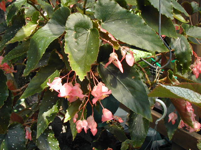 B. ‘Chalise’